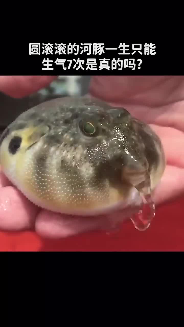 河豚的一声只能生气七次是真的吗