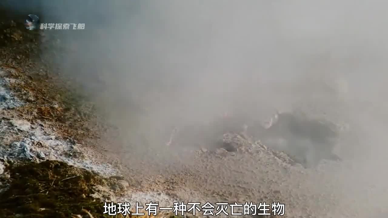 地表最强生物无敌版存在的水熊虫超乎你的想象