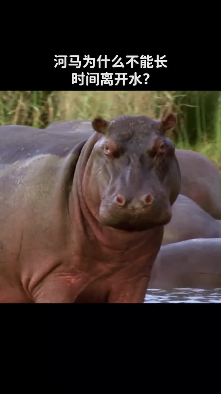 河马为什么不能长时间离开水