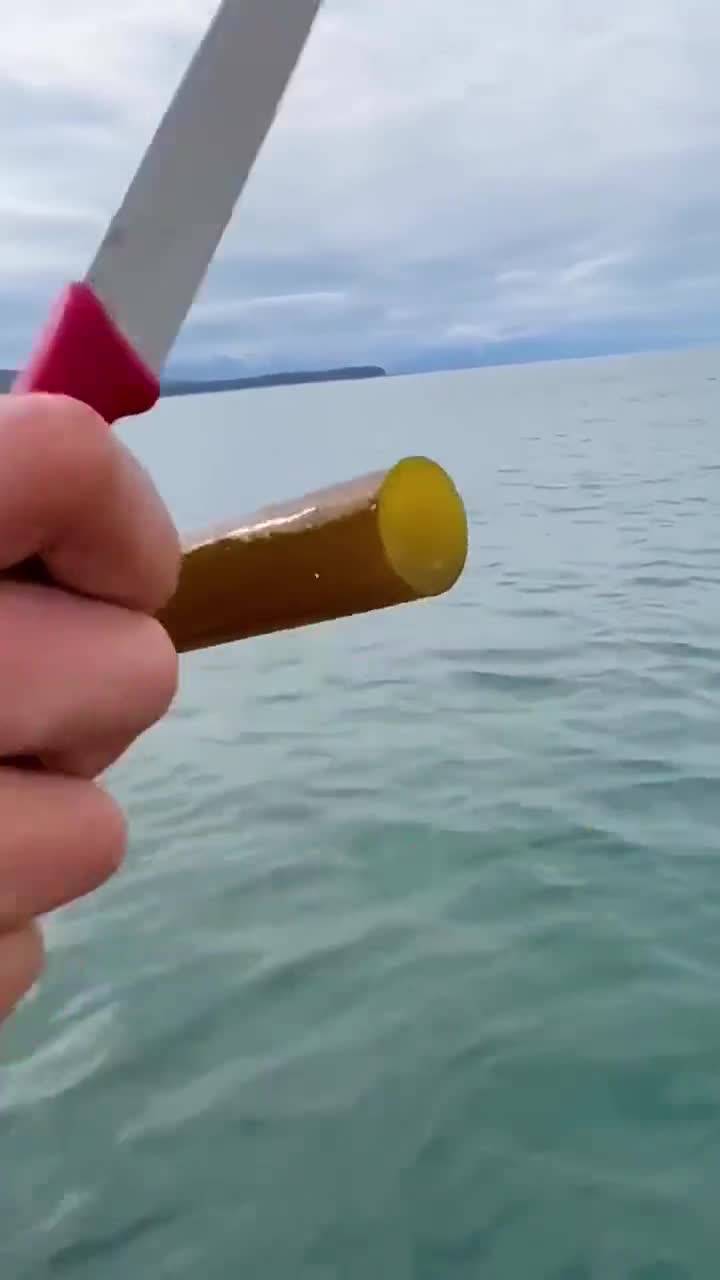 阿拉斯加的特产管状海带