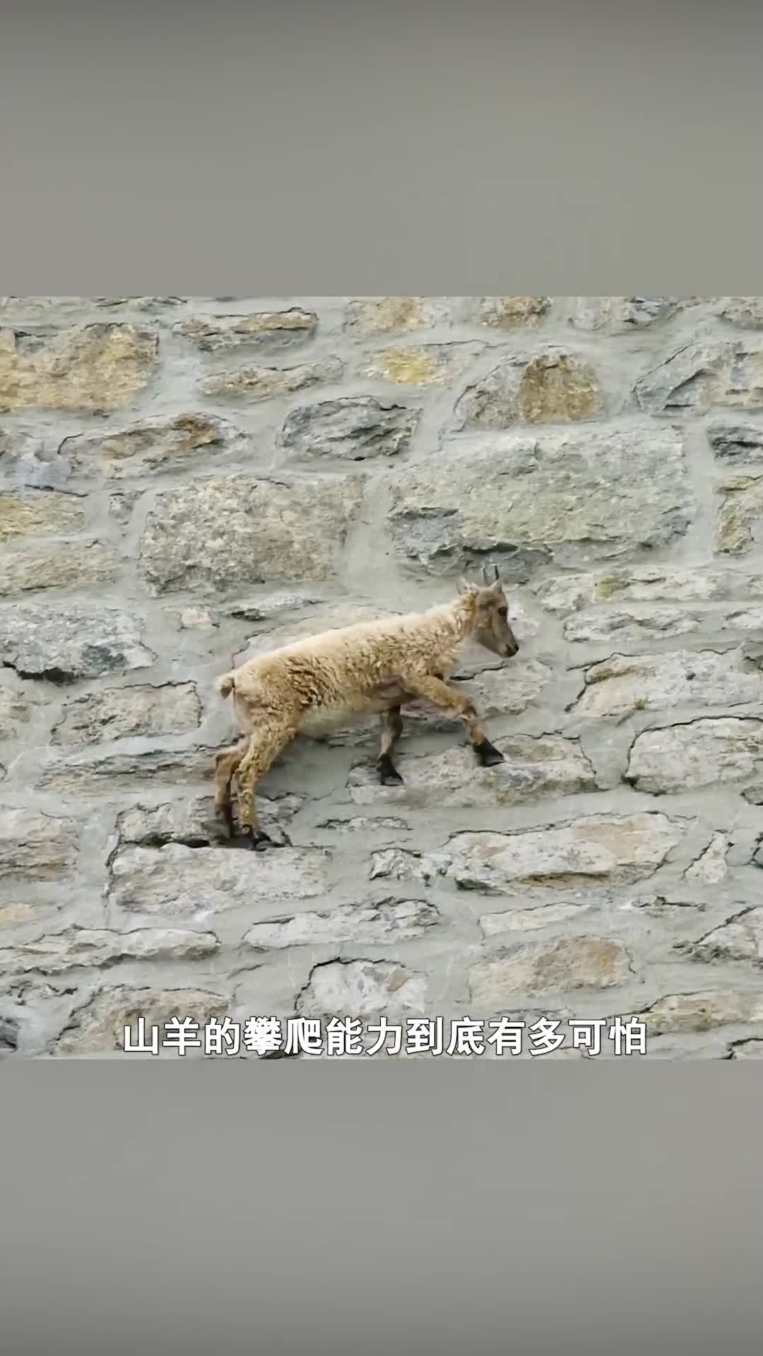 从没见过这样的山羊竟爬上了三十米的大坝