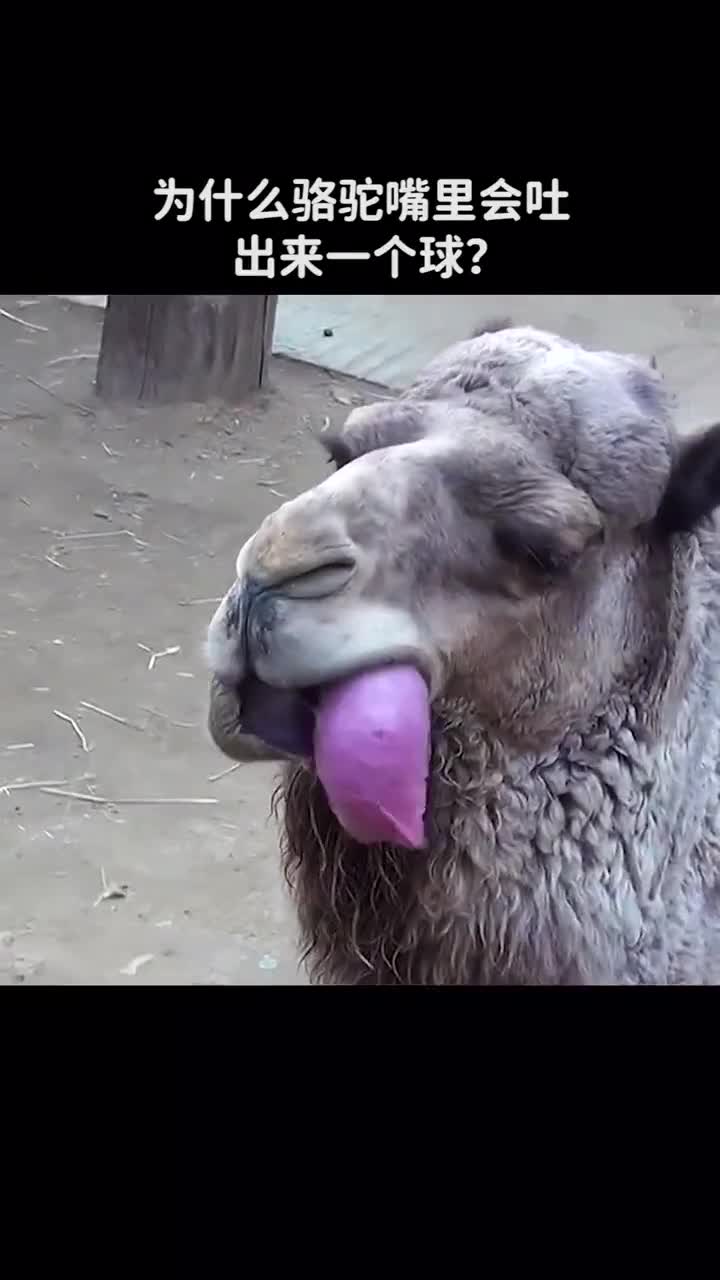 为什么骆驼嘴里会吐出来一个球