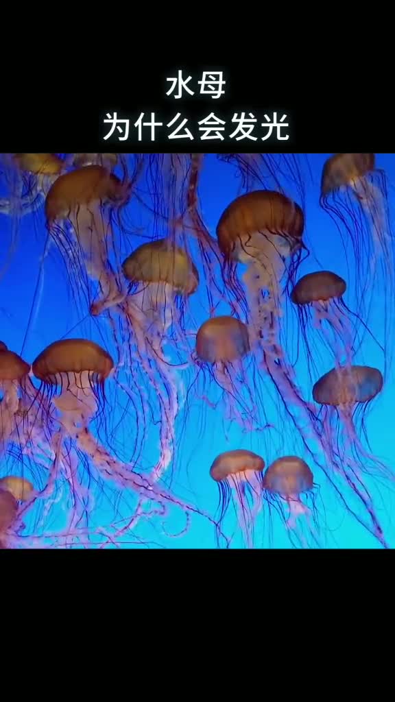 水母为什么会发光