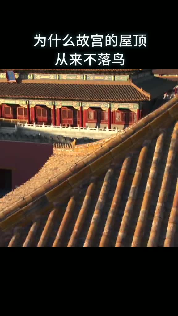 为什么故宫的屋顶从来不落鸟