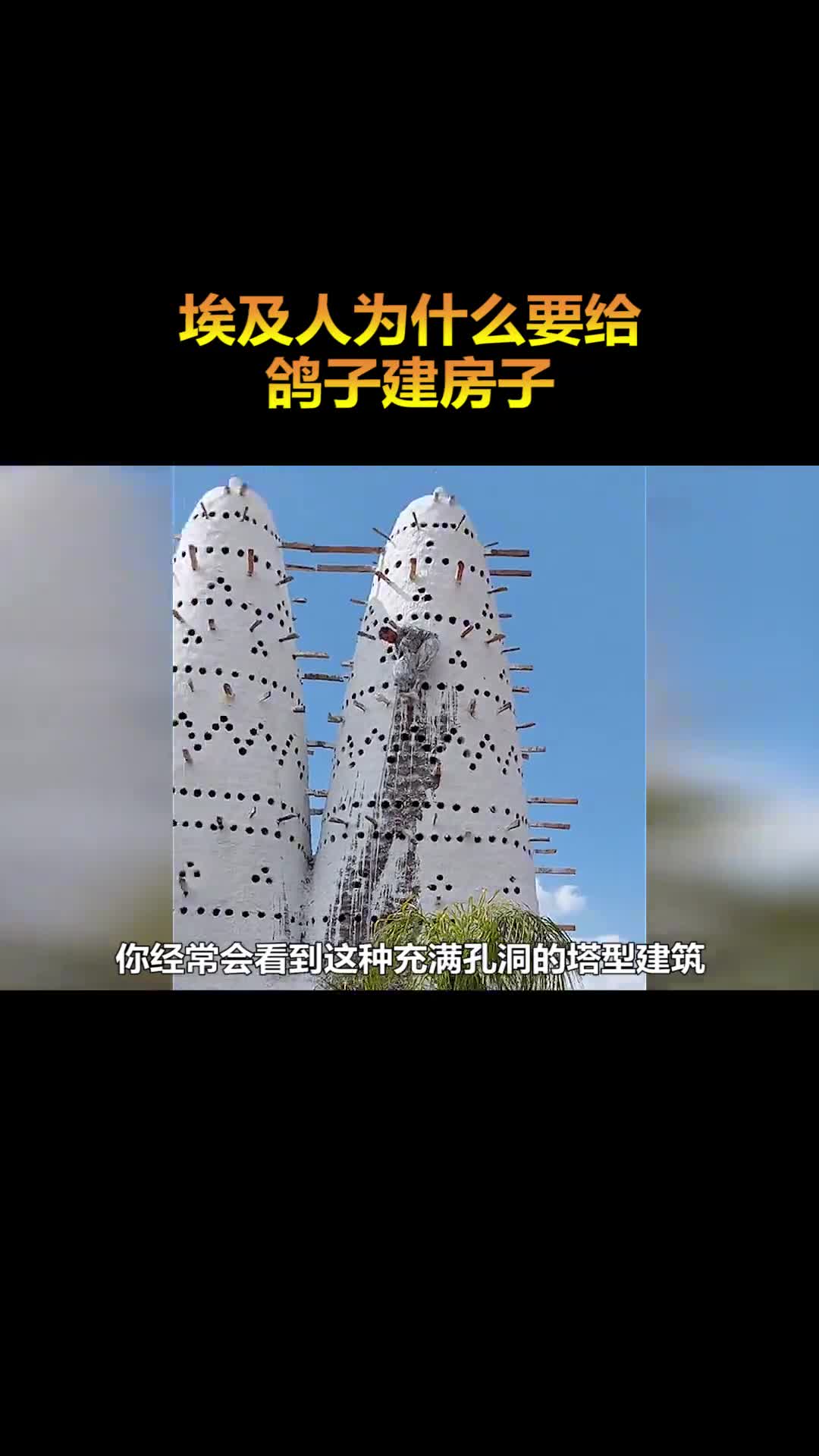 埃及人为什么要给鸽子建房子