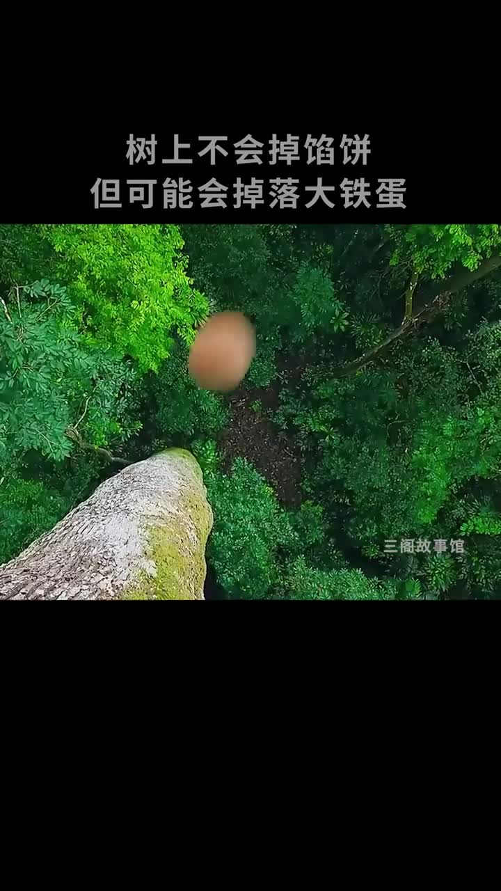 树上掉下的大铁蛋没想到这么珍贵
