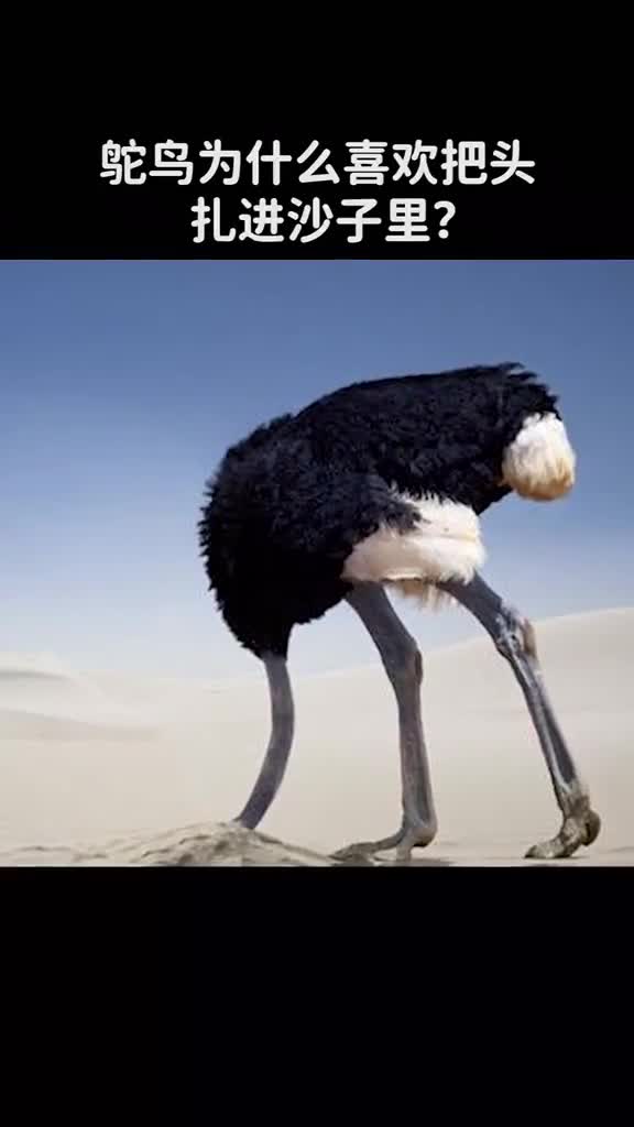 鸵鸟为什么喜欢把头扎进沙子里