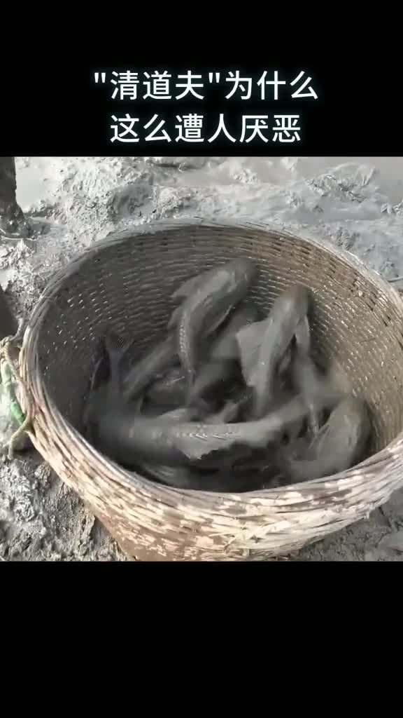 清道夫为什么这么遭人厌恶