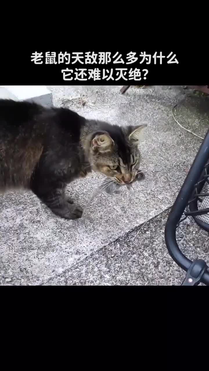 老鼠的天敌那么多为什么它还难以灭绝