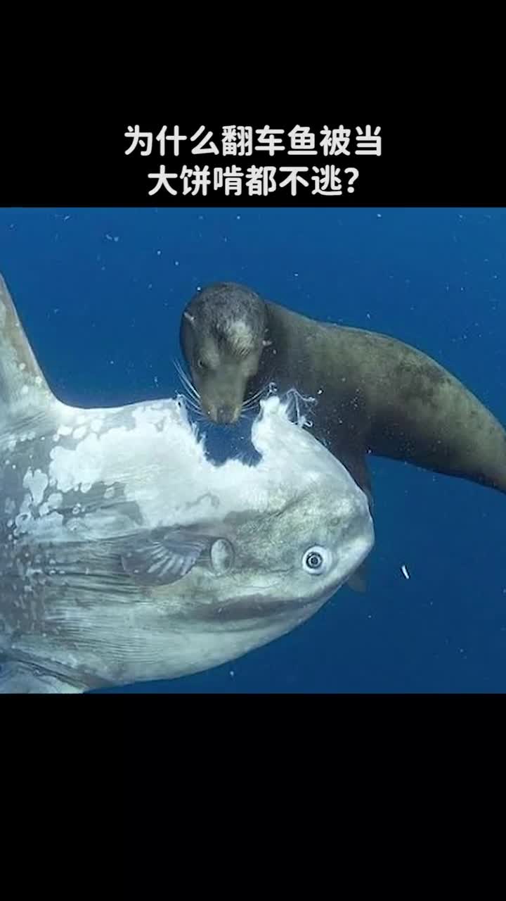 为什么翻车鱼被当做大饼啃也不逃