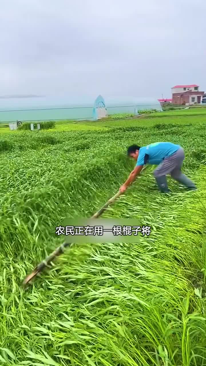 菜农们如何抵御自然灾害