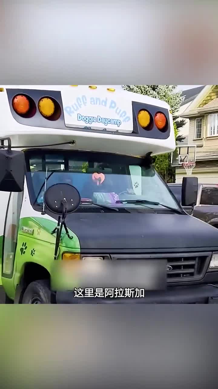 国外开设的宠物日托班