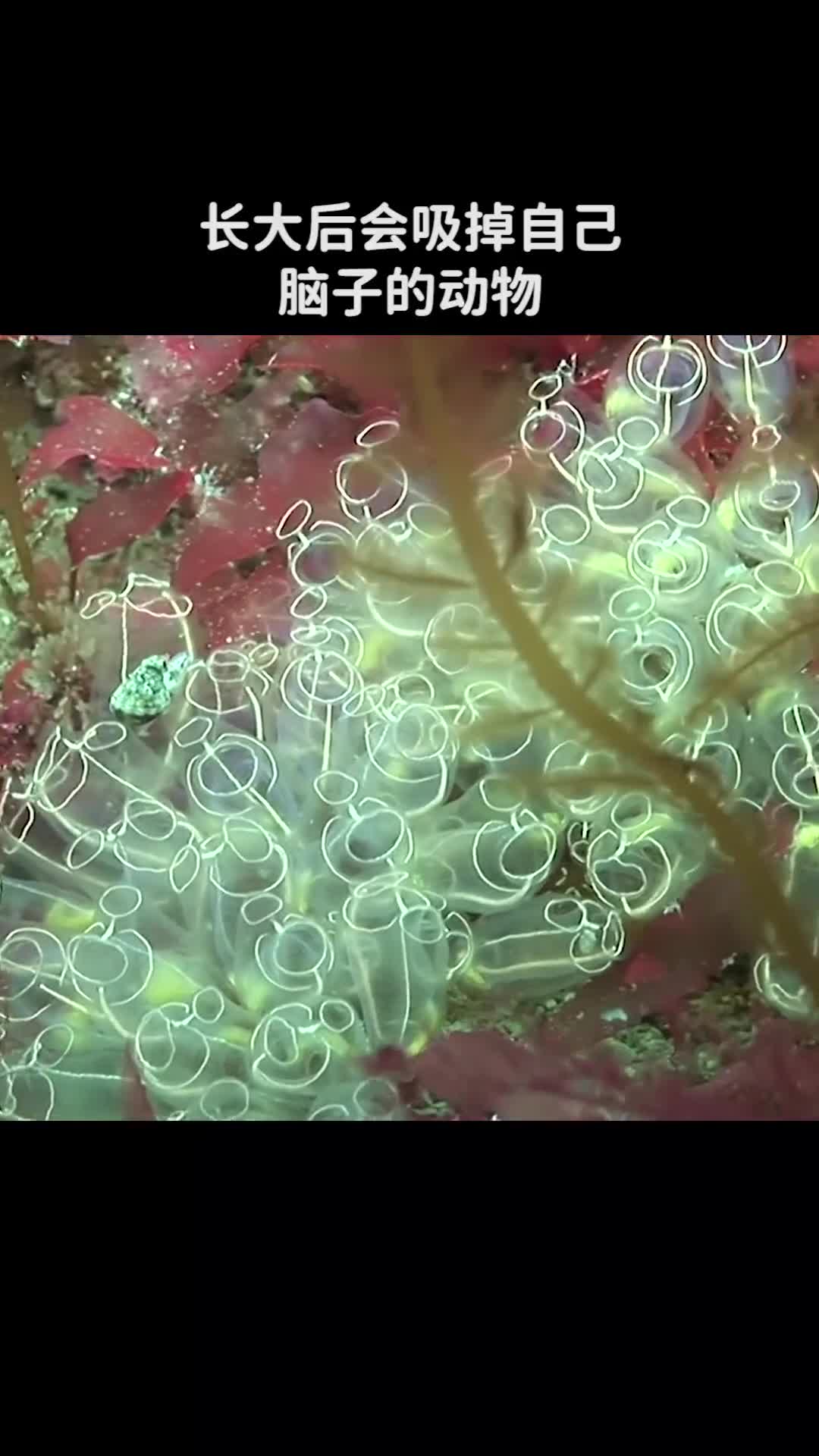 长大后会吸掉自己脑子的动物西瓜视频科普dou出新知