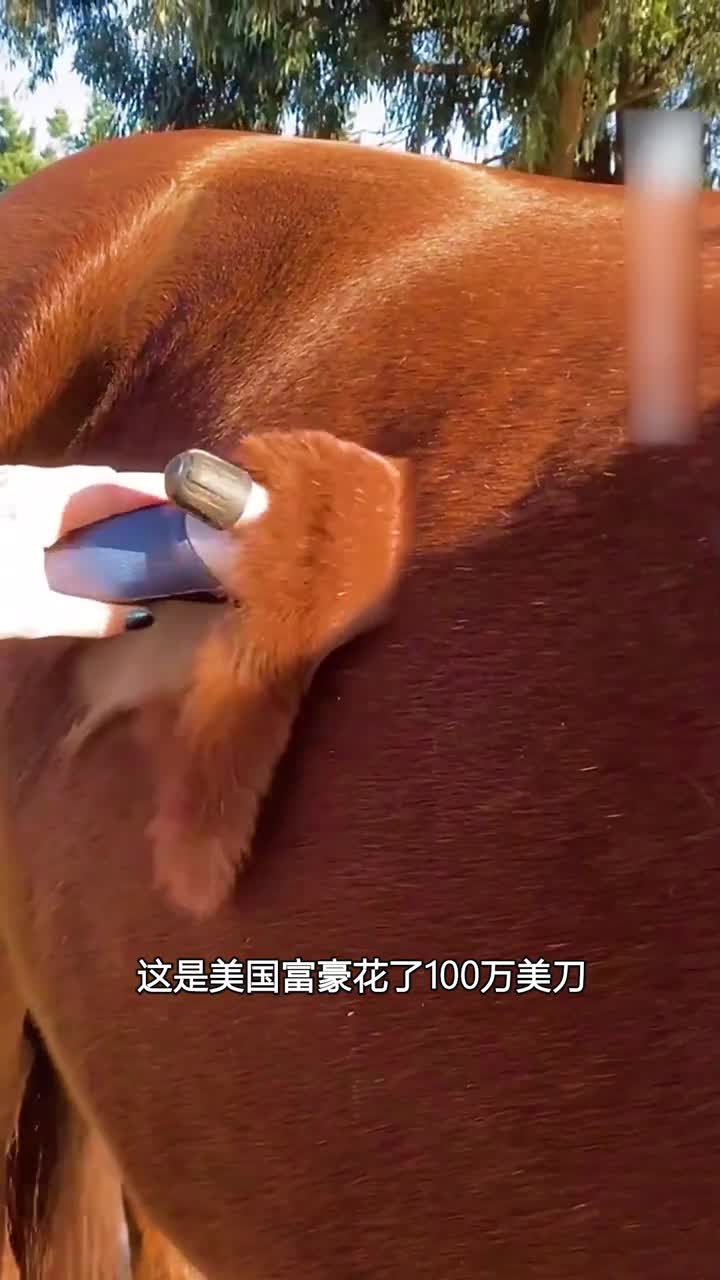 马儿不理发的后果太好笑了