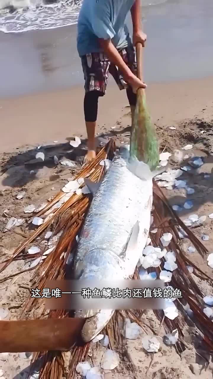 唯一一种鱼鳞比肉贵的鱼