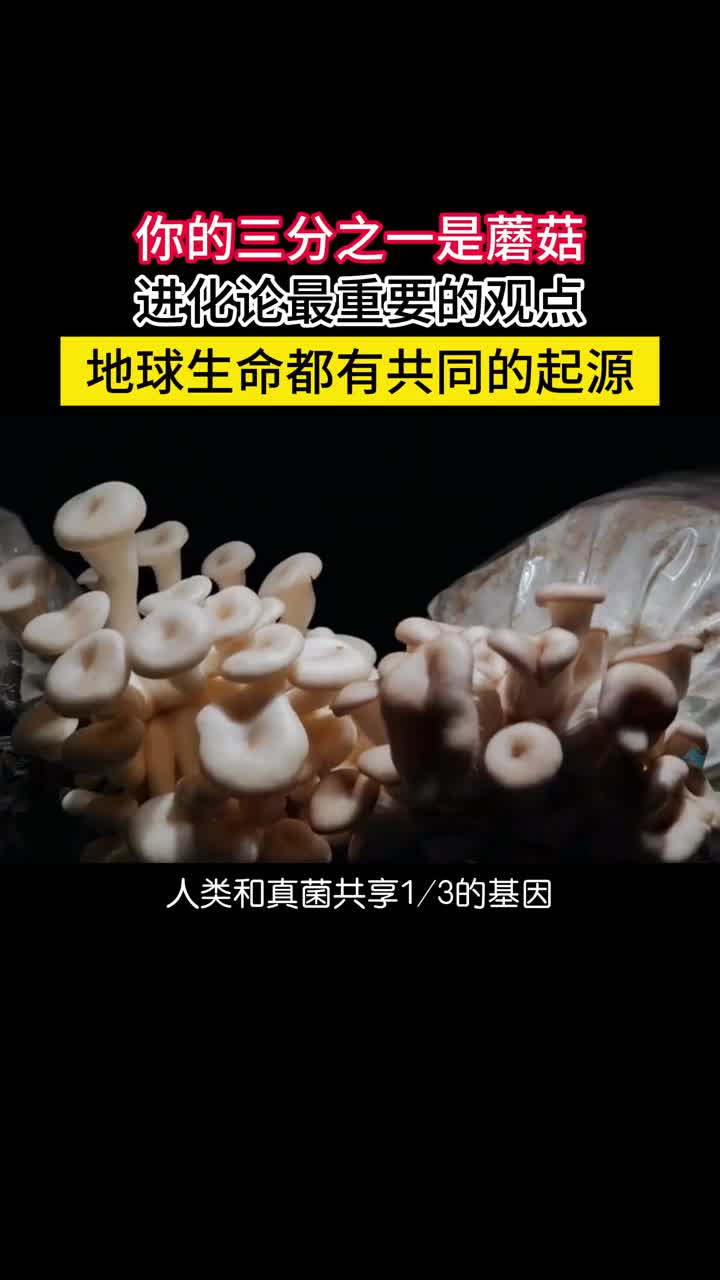 你的三分之一是蘑菇所有的地球生命都有共同的起源我们身上的每一个部件都是几十亿年演化的结果人类的很多重要器官与身体构型都可以追溯到有颌类动物演化之初也就是说鱼也是我们的祖先之一
