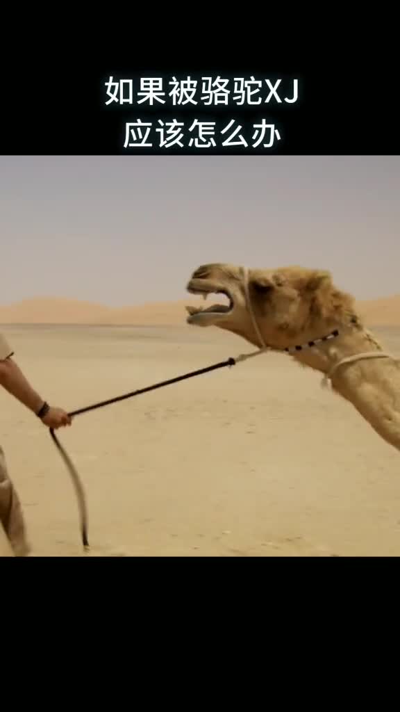 如果被骆驼袭击应该怎么办