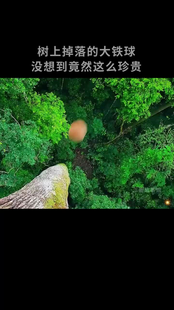 神秘的大铁球坚果你们见过吗