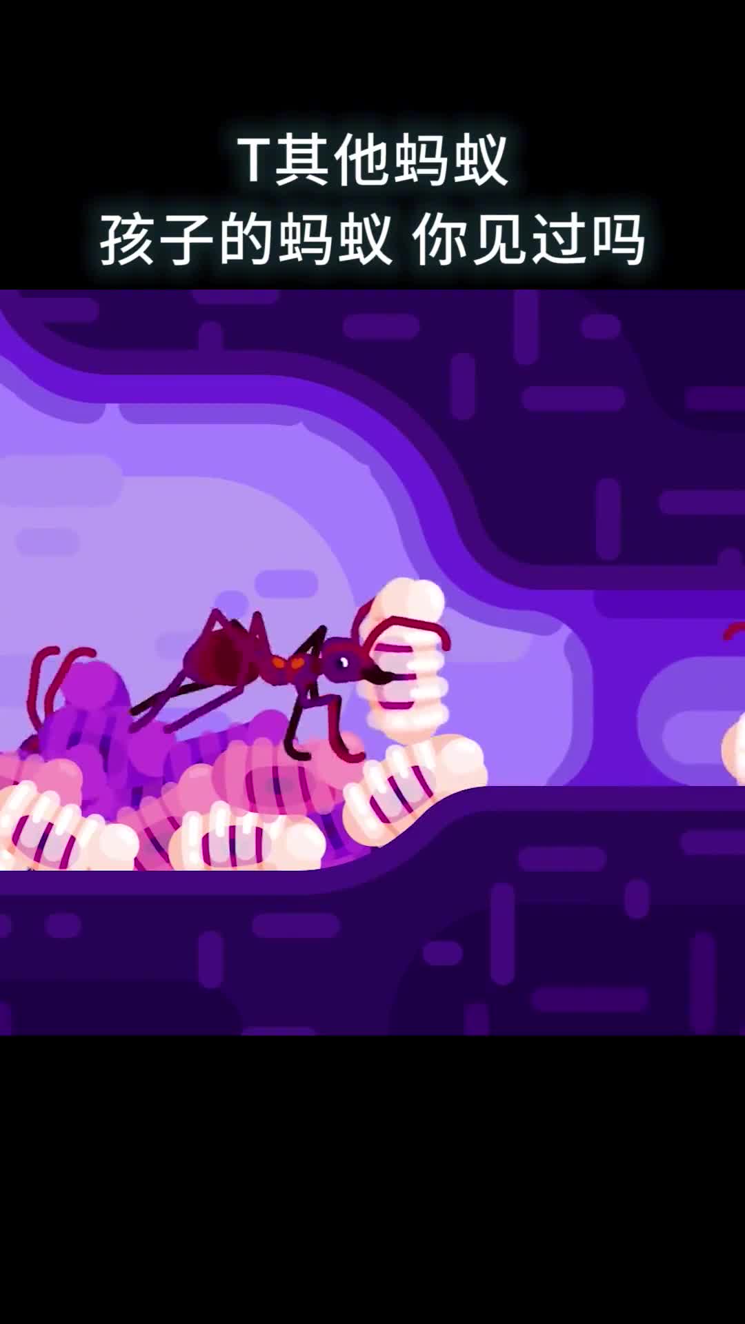T其他蚂蚁孩子的蚂蚁你见过吗