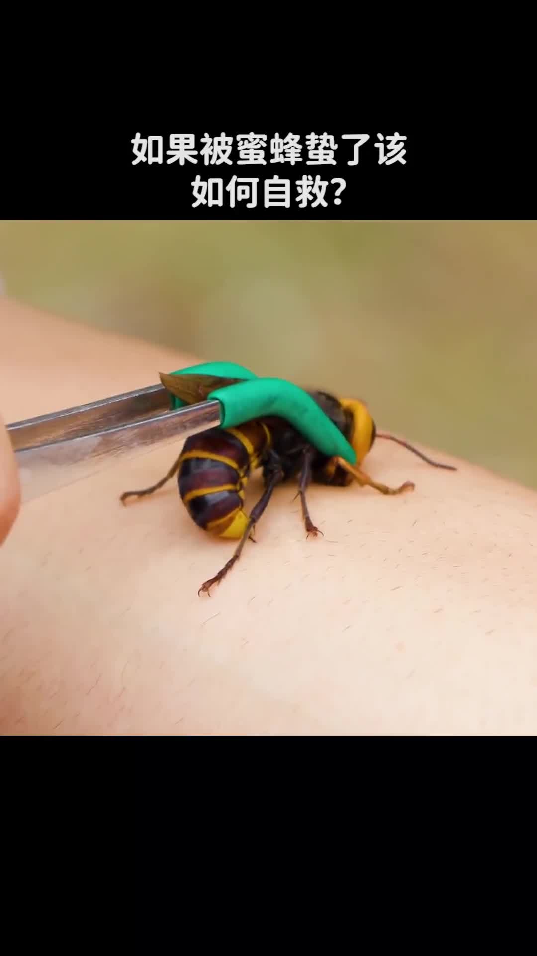 如果被蜜蜂蛰了该如何自救