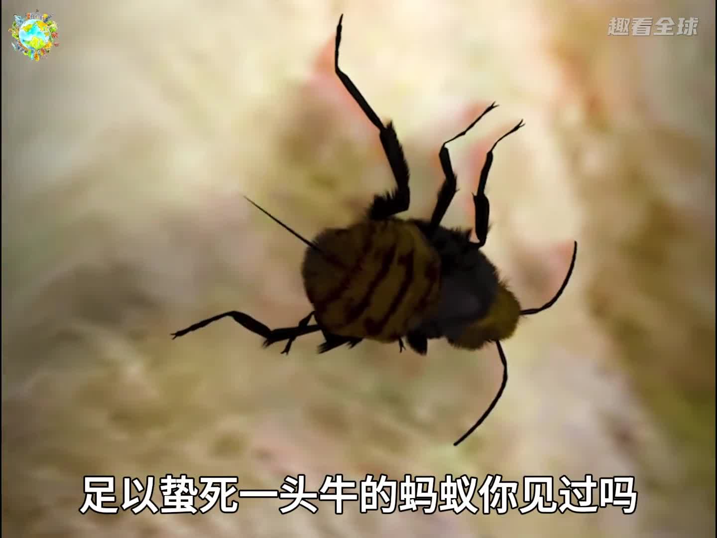 牛蚂蚁杀伤力究竟有多强