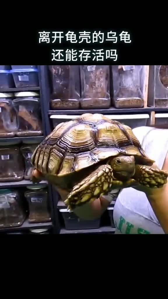 离开龟壳的乌龟还能存活吗