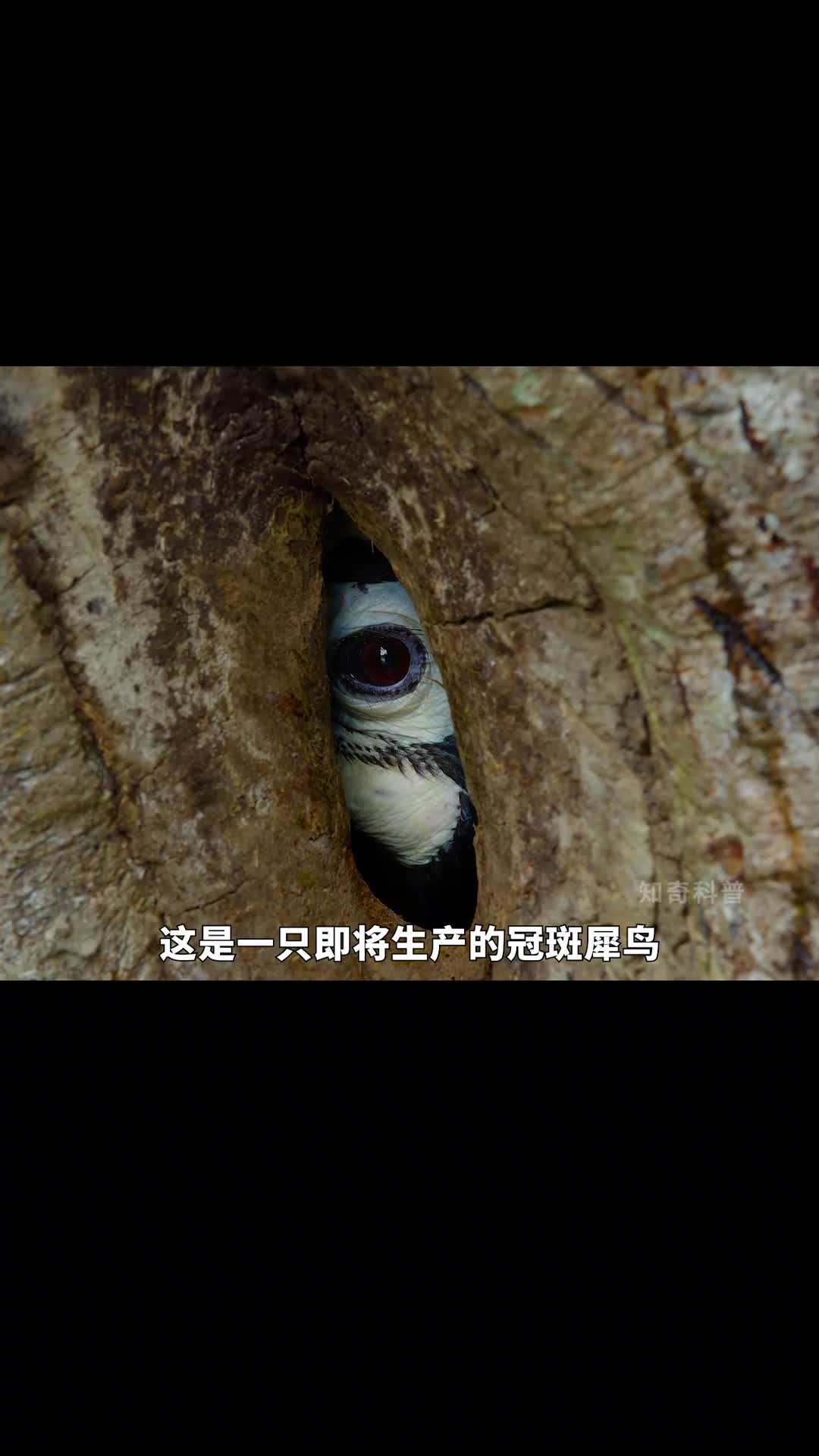 自愿蹲监狱的冠斑犀鸟