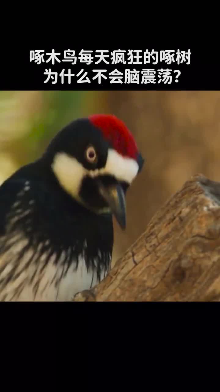 啄木鸟每天疯狂的啄树为什么不会脑震荡