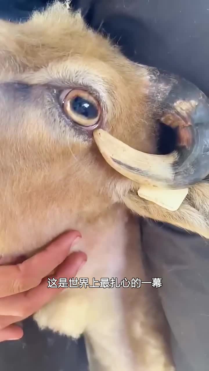 世界上最扎心的一幕