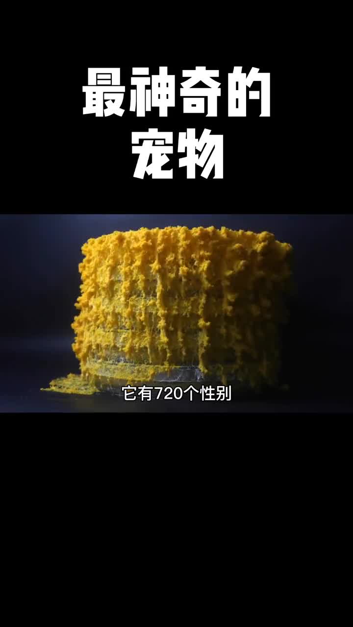 这样的宠物你敢养一个么你觉得它像什么