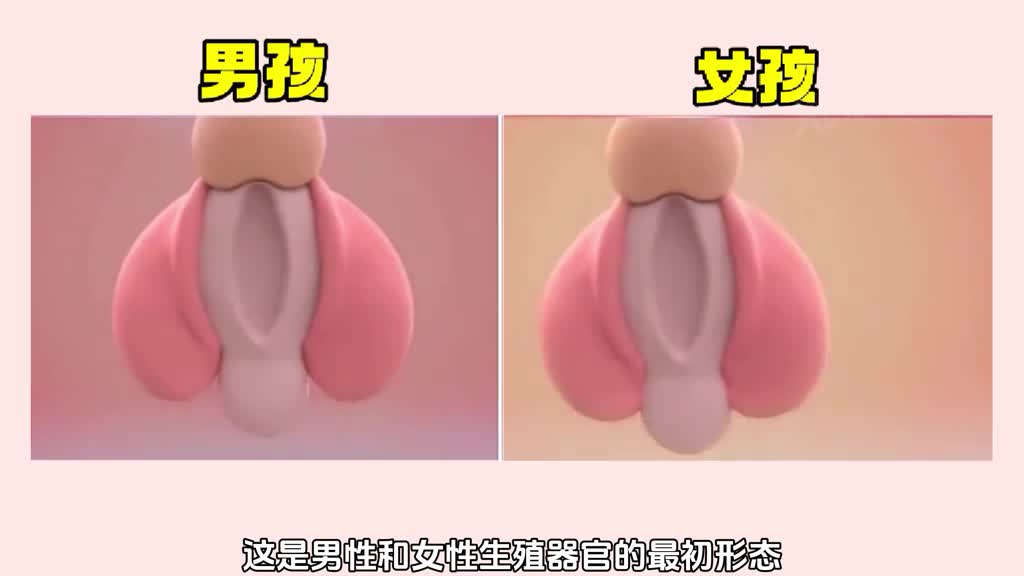 男孩女孩性别形成过程堪称自然界伟大的杰作之一