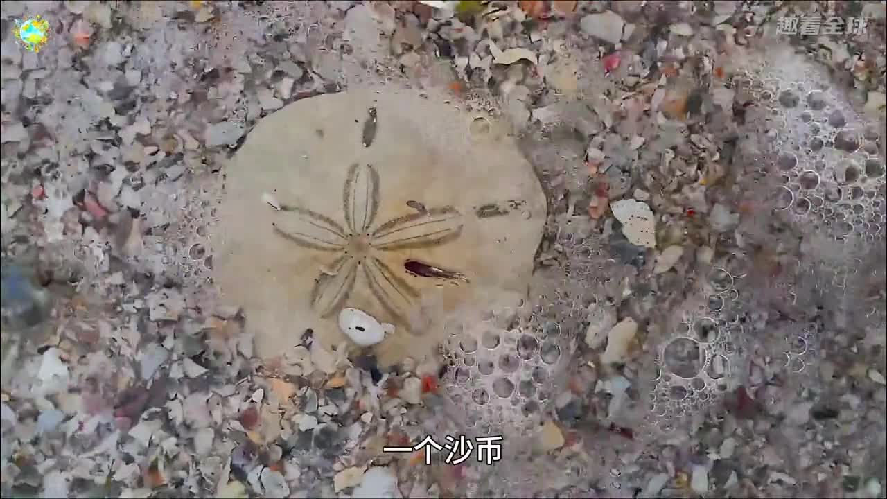 真正的沙币你见过吗