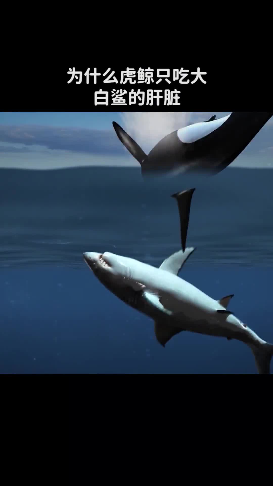 为什么虎鲸只吃大白鲨的肝脏而不吃它们的肉