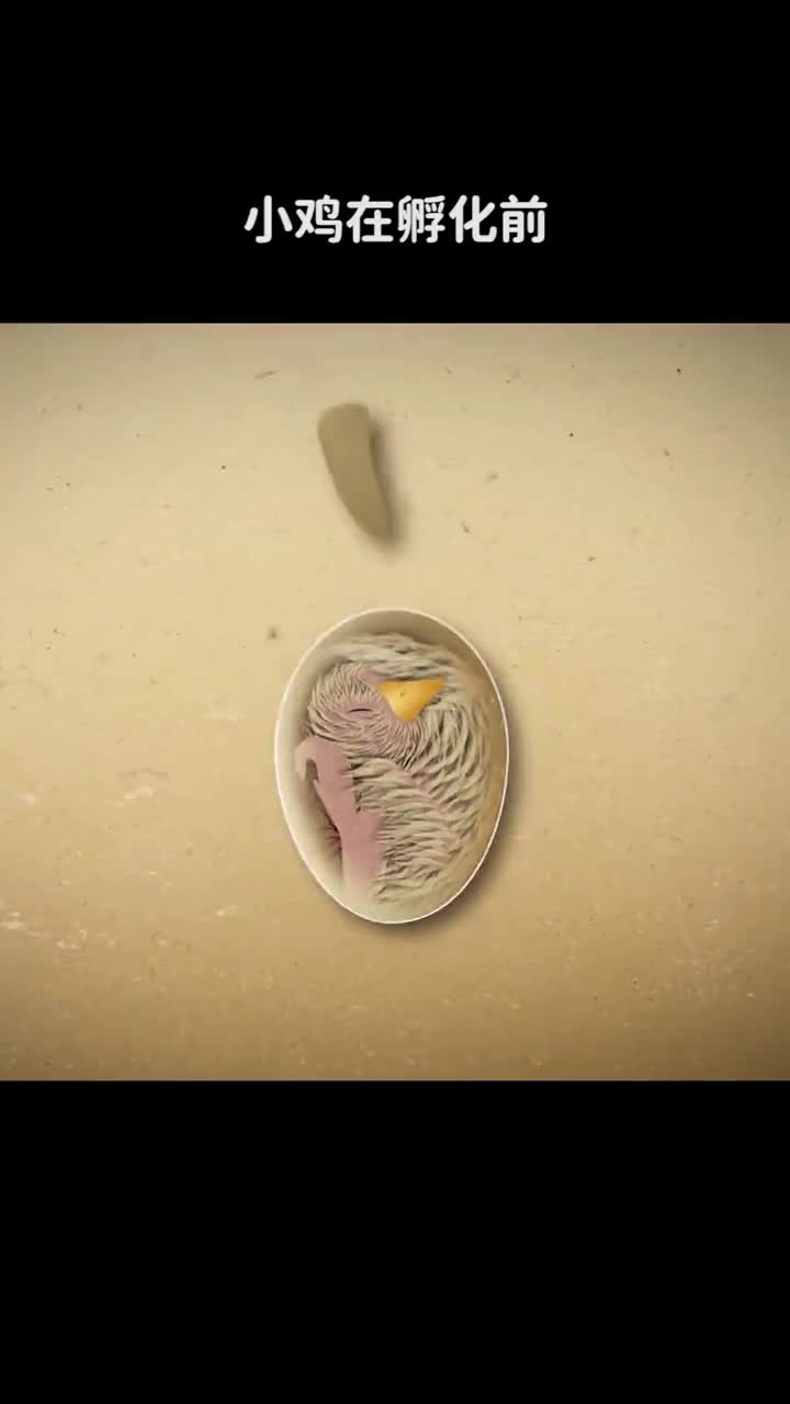小鸡在孵化前是如何在密封的蛋壳中获得氧气的