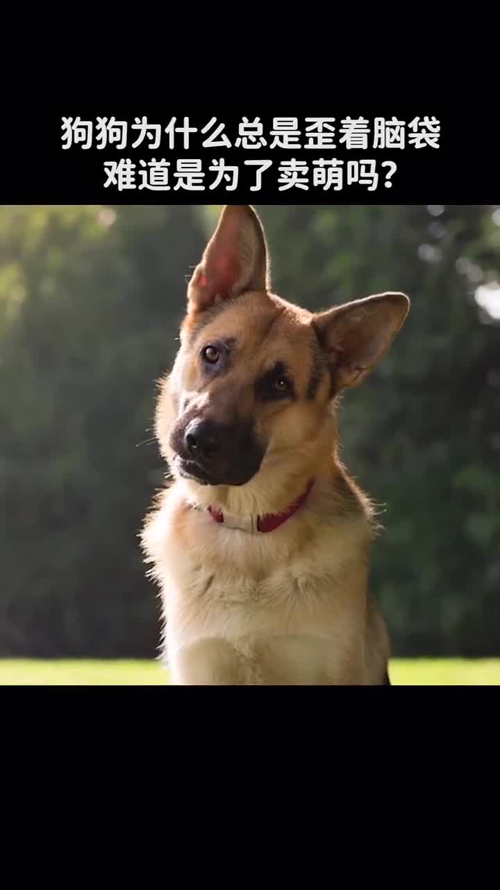 狗狗为什么总是歪着脑袋呢