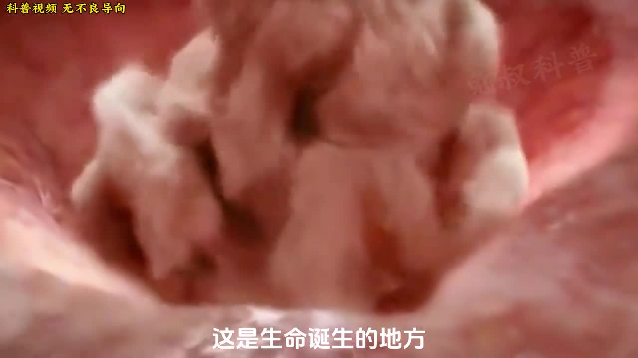 生命的诞生真的很神奇原来我们曾经都是冠军