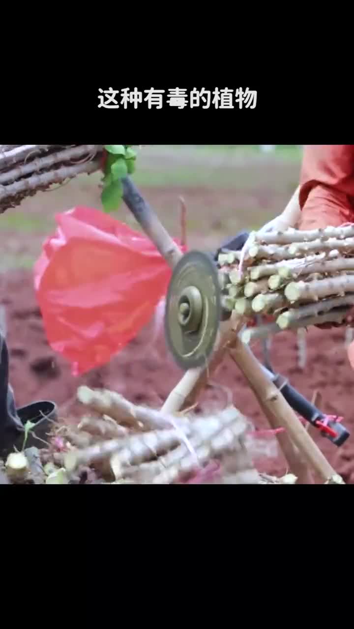 这种有毒的植物也许你每天都在吃