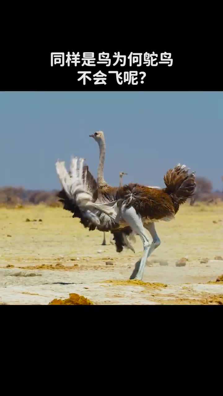 同样是鸟为何鸵鸟不会飞呢