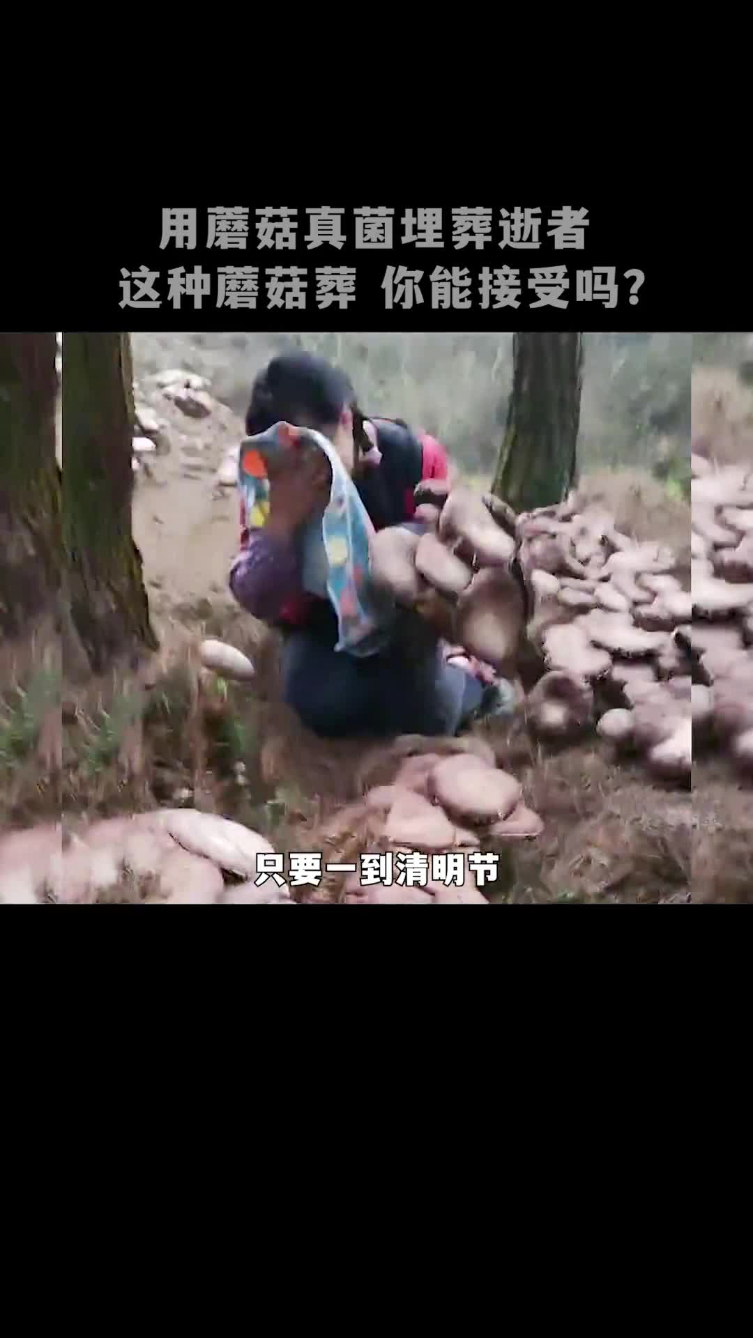 把死去的亲人培养成蘑菇