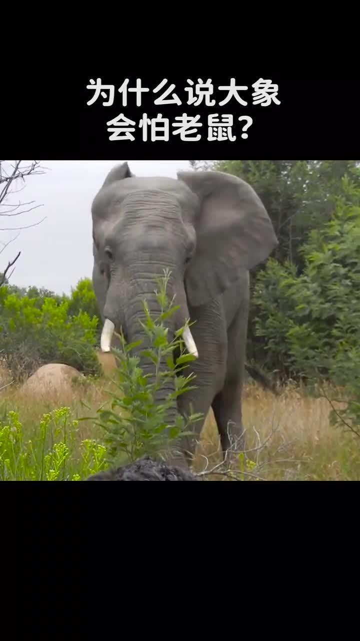 为什么说大象会怕小老鼠