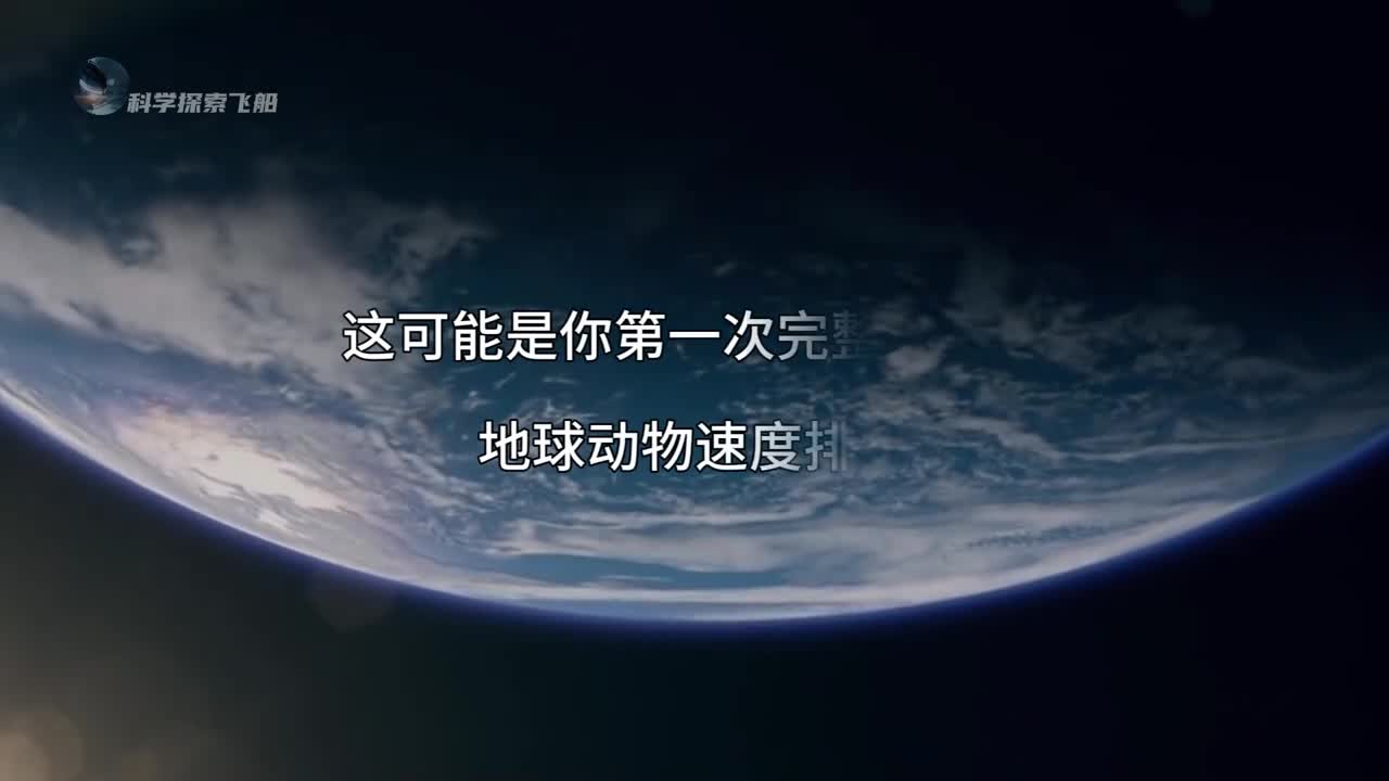 地球动物速度排名生命转瞬即逝而又生生不息