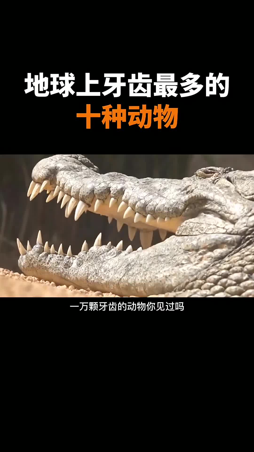 地球上牙齿最多的动物你都知道那几个