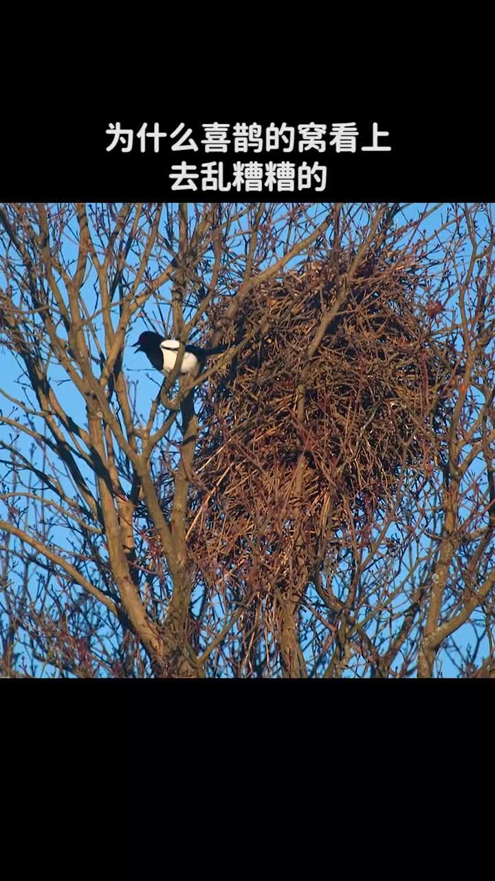 为什么喜鹊的窝看上去乱糟糟的却牢不可破
