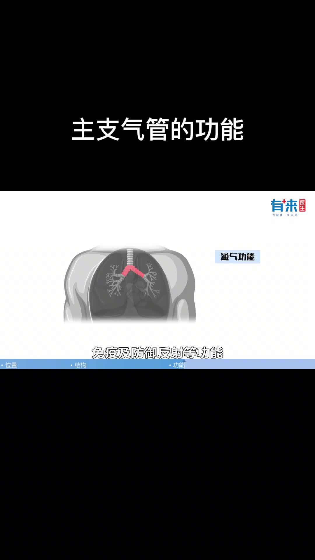 主支气管有啥功能