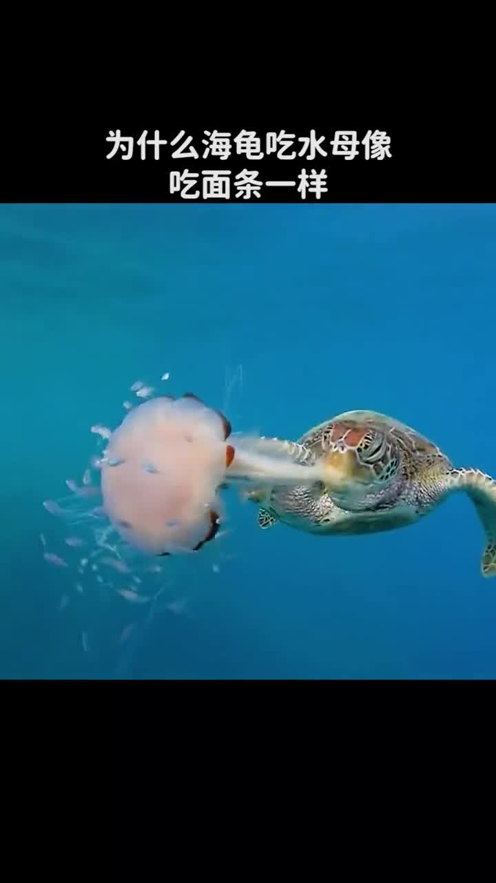 为什么海龟吃水母像吃面条一样难道不怕d吗