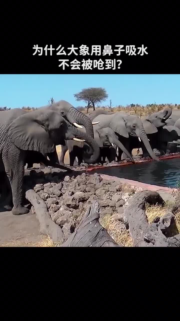 大象用鼻子吸水为什么不会被呛到呢