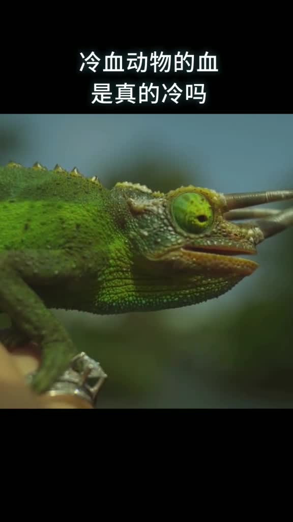 冷血动物的血是真的冷吗
