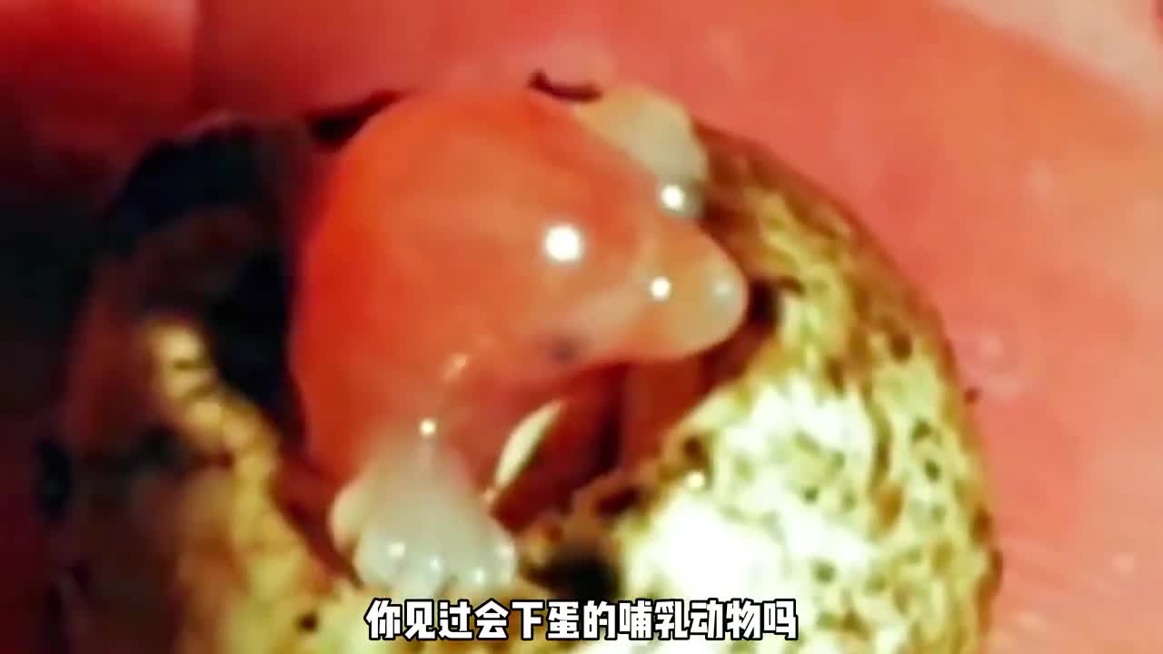 会下蛋的哺乳动物你见过吗堪称动物界的活化石