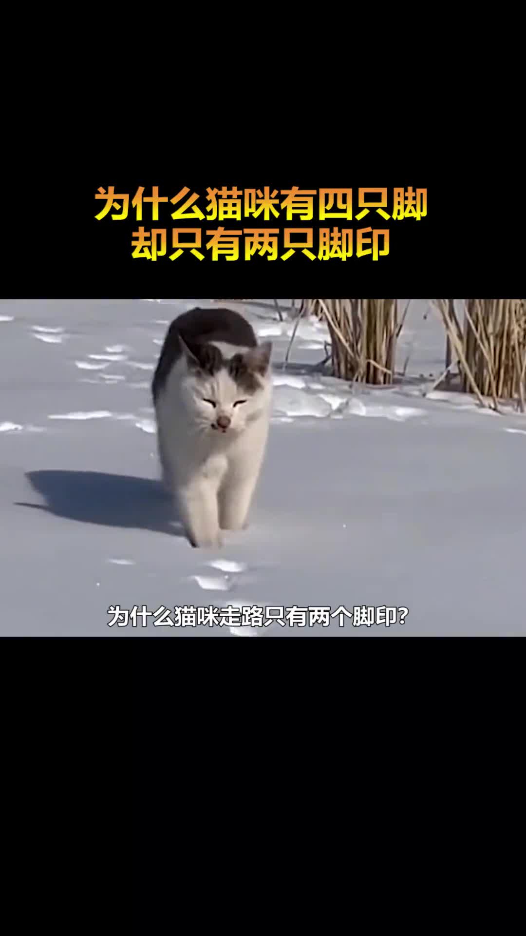 为什么猫咪走路只有两个脚印