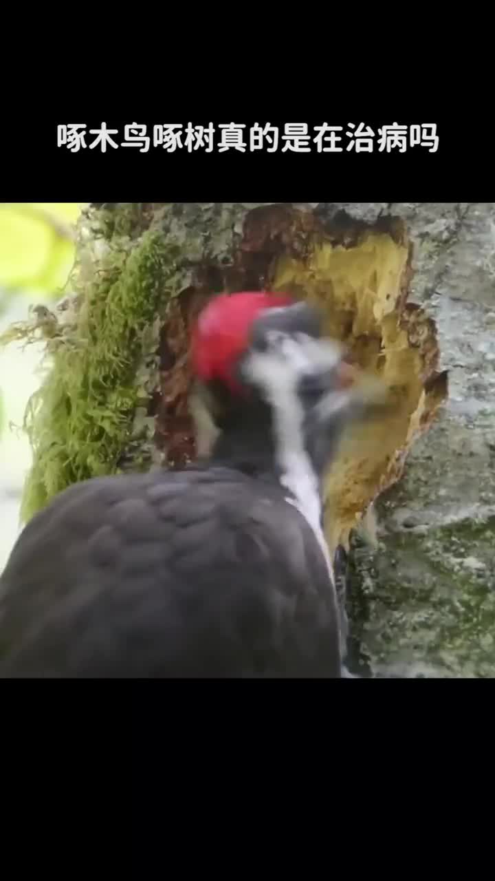 啄木鸟啄树真的是在治病吗